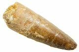 Fossil Spinosaurus Tooth - Feeding Worn Tooth #364202-1